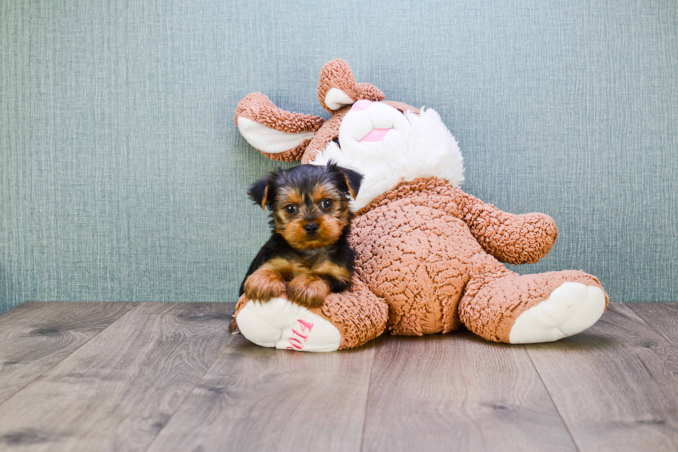 Meet Jeremy - our Yorkshire Terrier Puppy Photo 