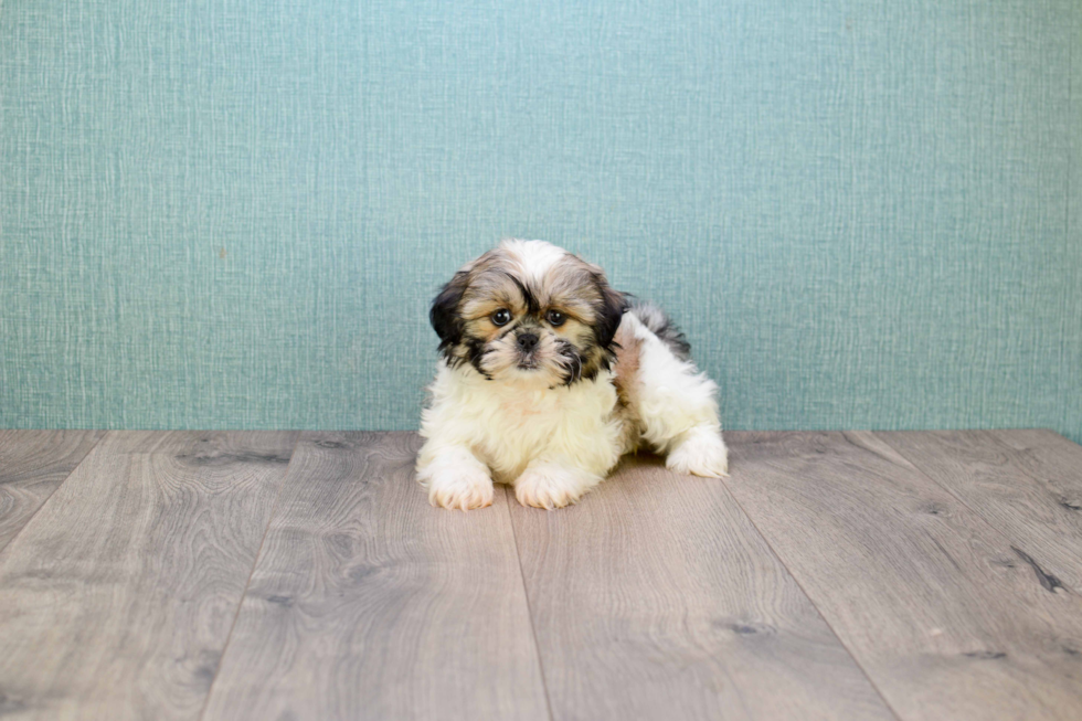 Teddy Bear Pup Being Cute