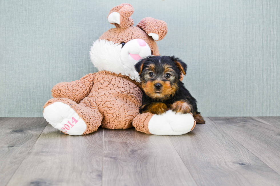 Meet Ryan - our Yorkshire Terrier Puppy Photo 