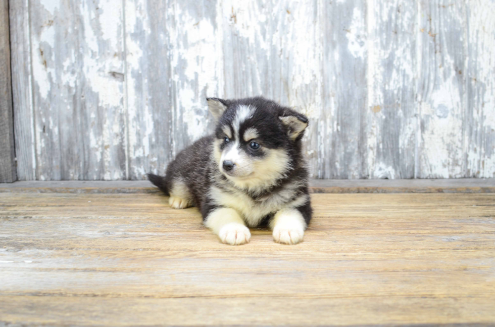 Pomsky Pup Being Cute