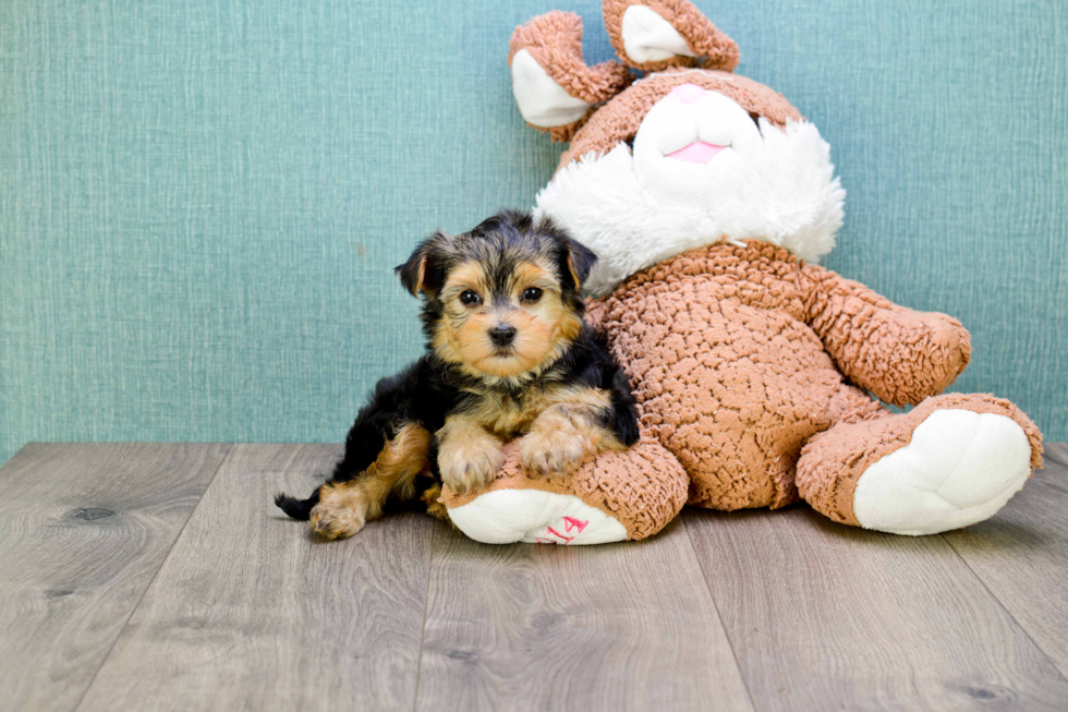 Small Morkie Baby