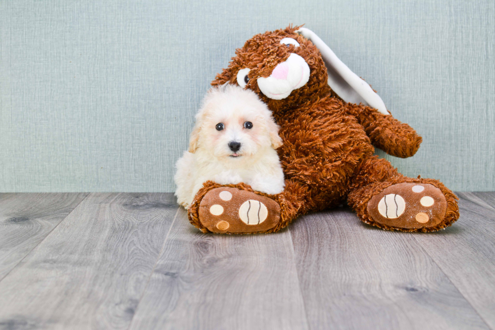 Maltipoo Pup Being Cute