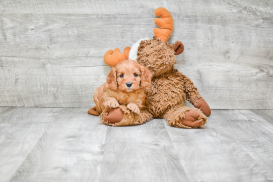 Best Cavapoo Baby