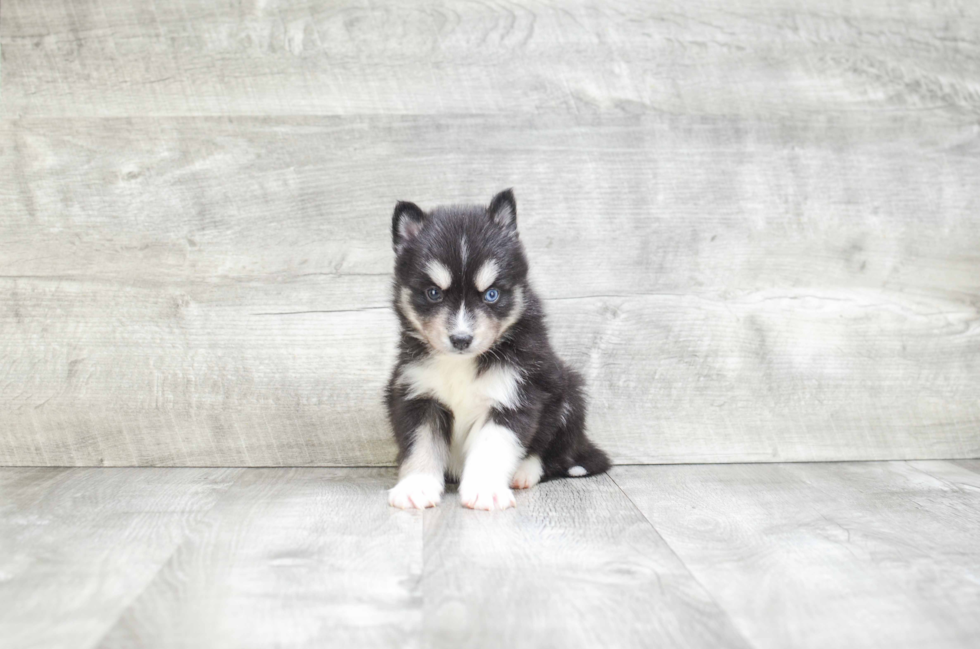 Pomsky Pup Being Cute