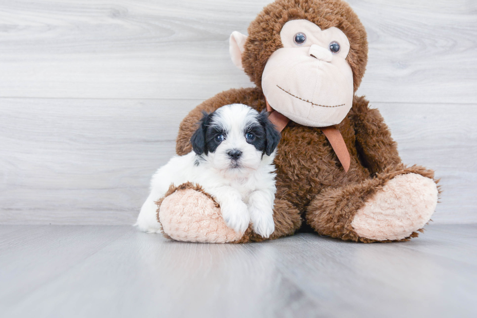 Playful Shihpoo Poodle Mix Puppy