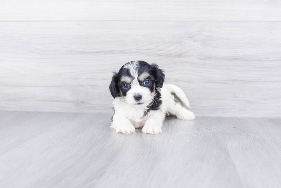 Hypoallergenic Cavalier Designer Puppy