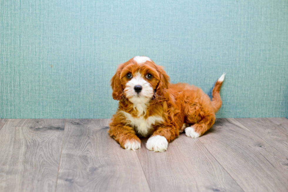 Hypoallergenic Cavoodle Poodle Mix Puppy