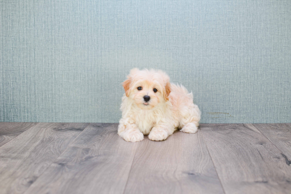 Best Maltipoo Baby