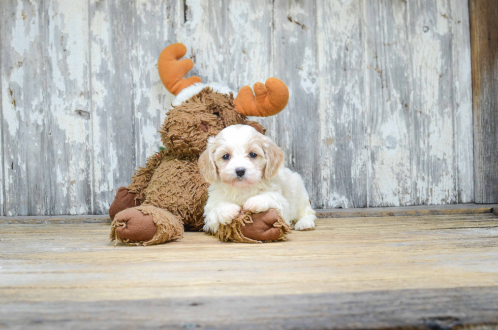 Cavachon Pup Being Cute