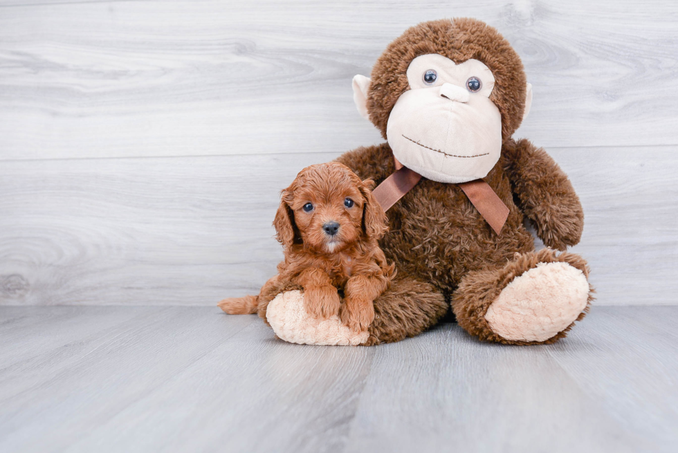 Cavapoo Pup Being Cute