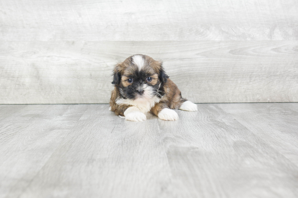 Havanese Pup Being Cute