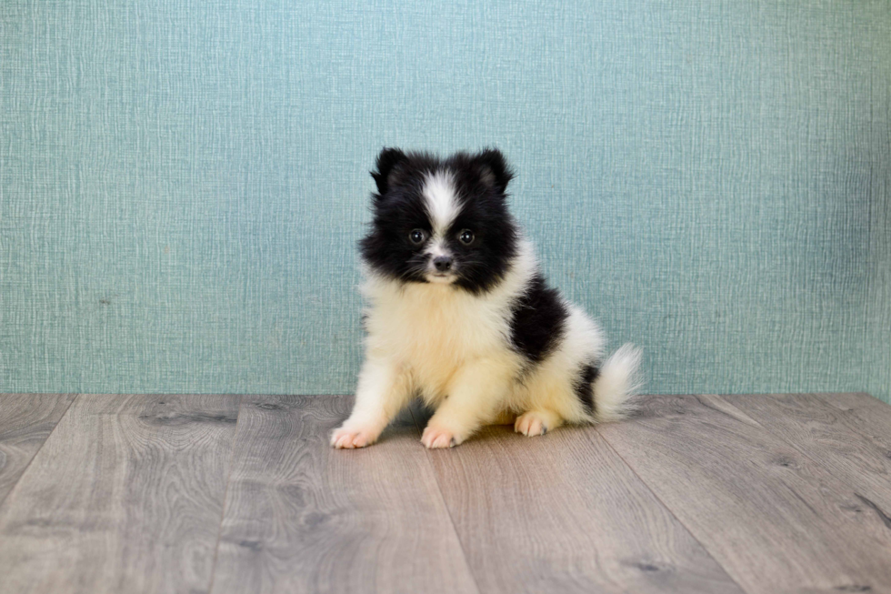 Playful Pomeranian Purebred Pup