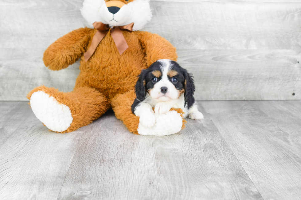 Popular Cavalier King Charles Spaniel Baby