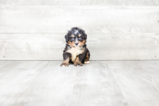 Playful Bernadoodle Poodle Mix Puppy