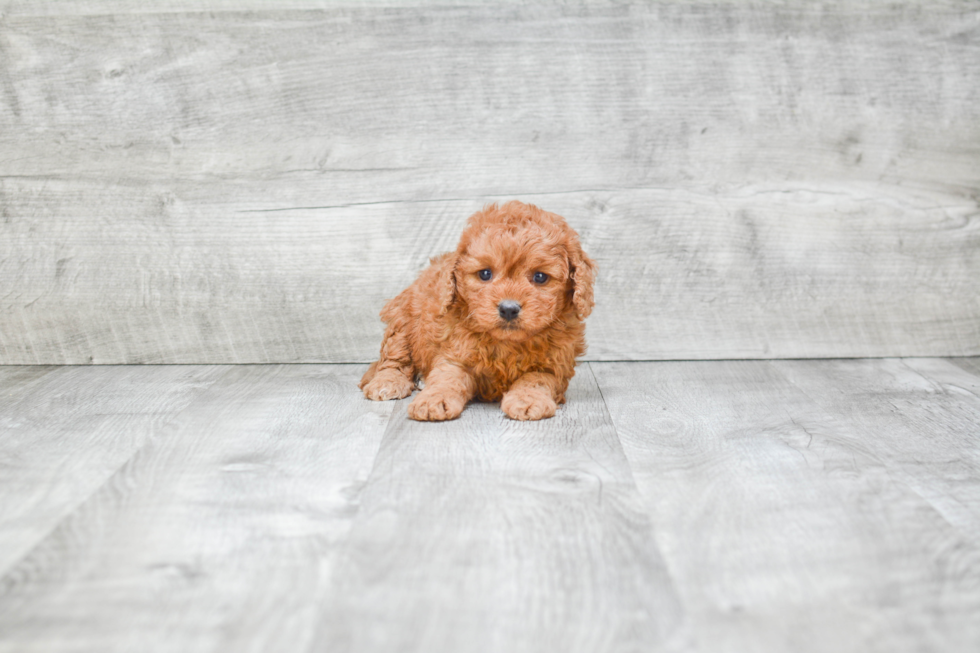 Happy Cavapoo Baby