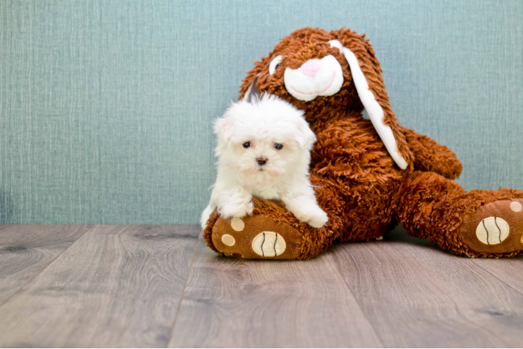 Cute Maltese Purebred Puppy