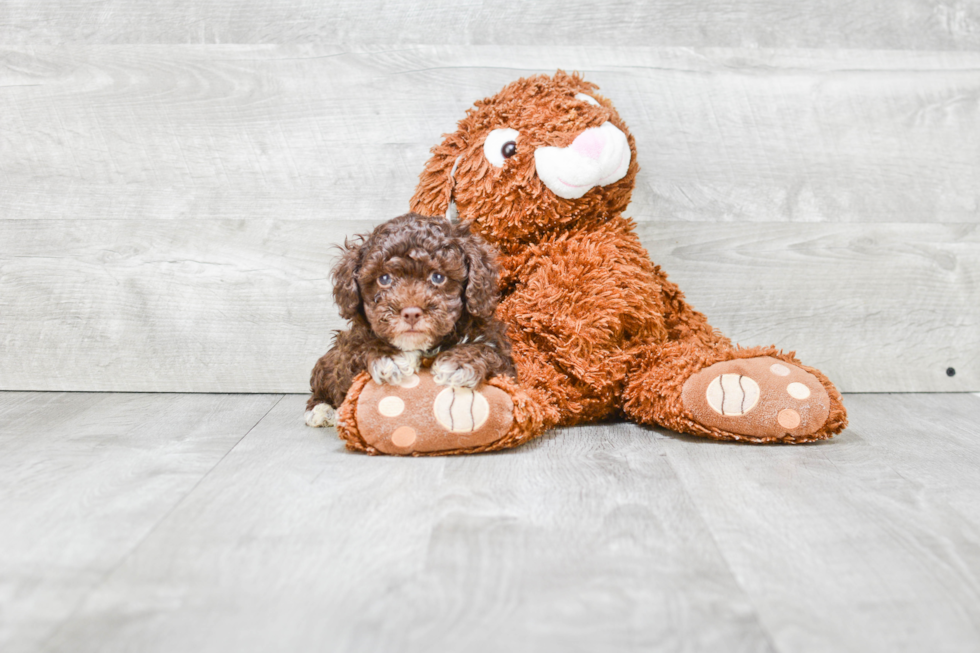 Poodle Pup Being Cute