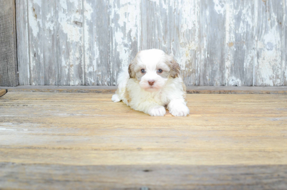 Hypoallergenic Havanese Baby