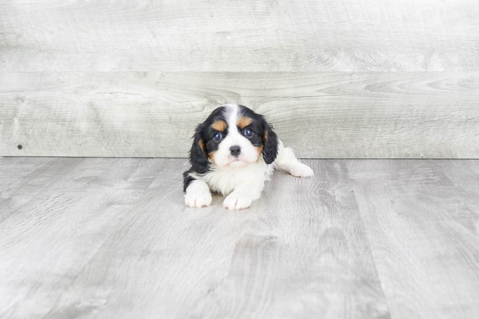 Cavalier King Charles Spaniel Puppy for Adoption