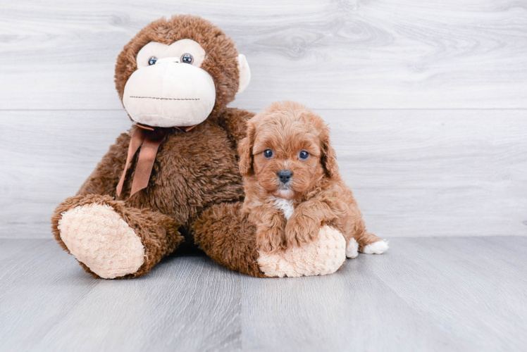 Friendly Cavapoo Baby