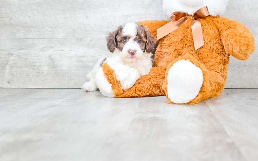 Popular Poodle Purebred Pup