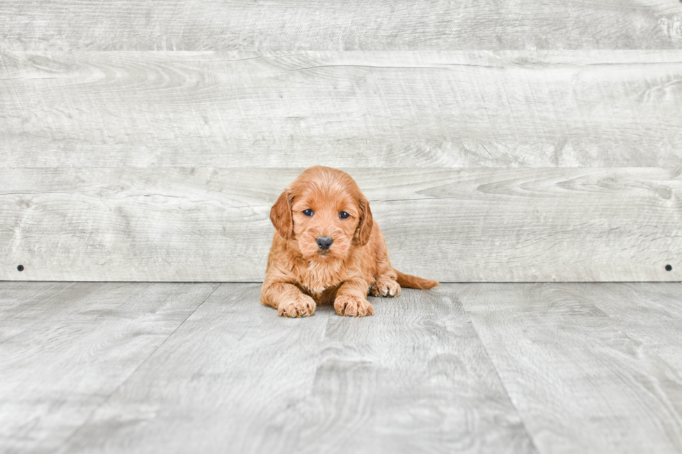 Mini Goldendoodle Pup Being Cute