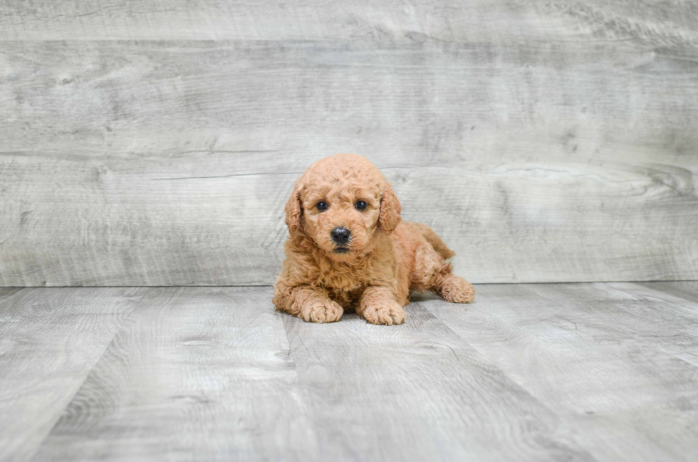 Popular Mini Goldendoodle Poodle Mix Pup