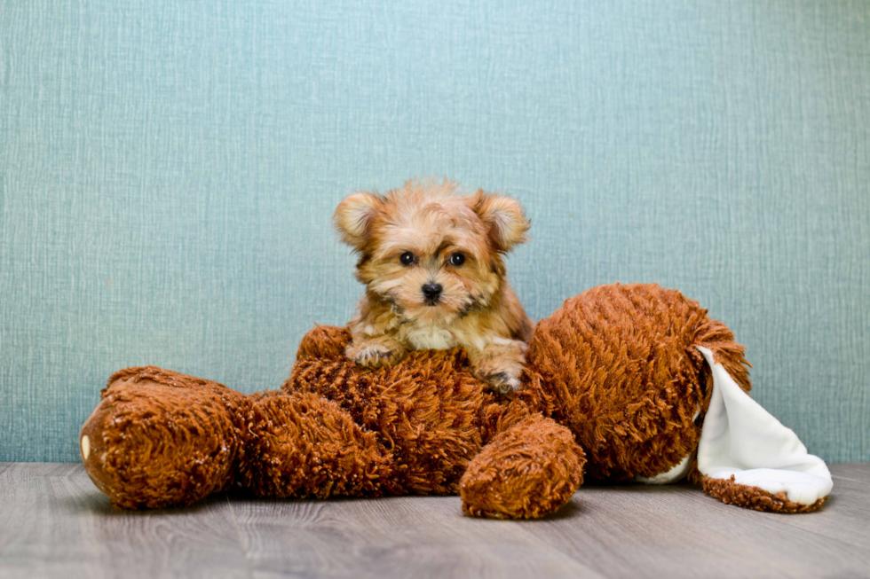 Small Morkie Baby