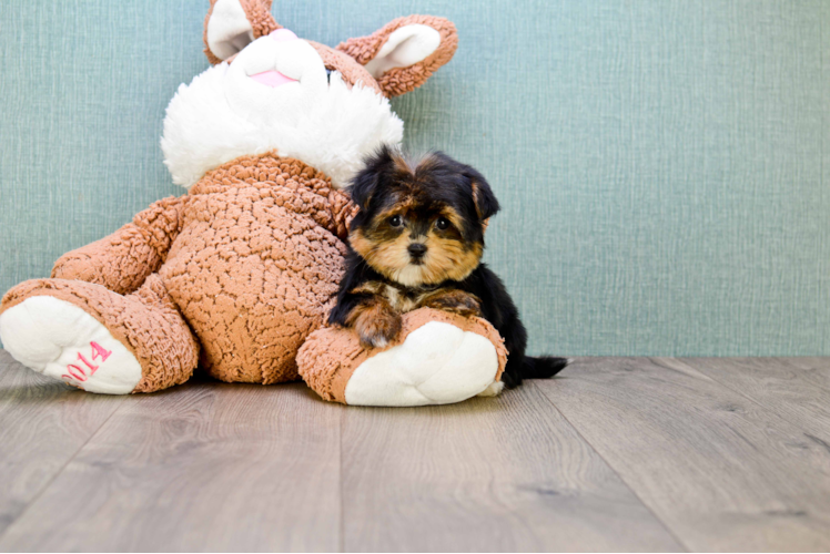 Playful Yorkie Designer Puppy