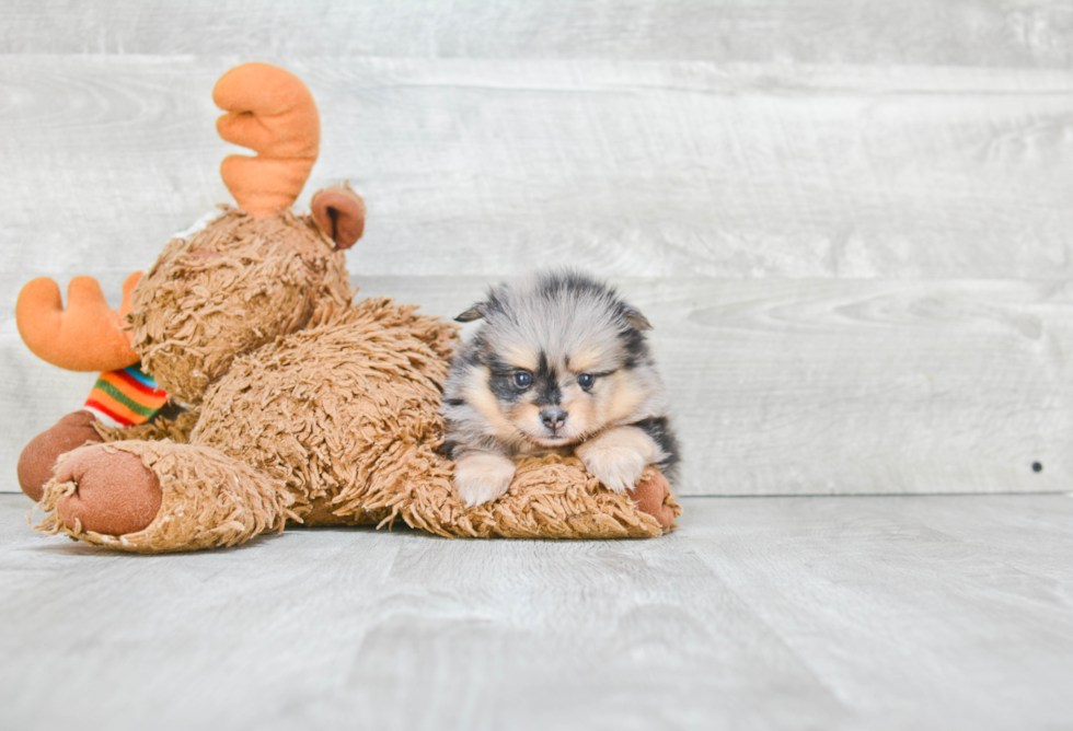 Pomeranian Pup Being Cute