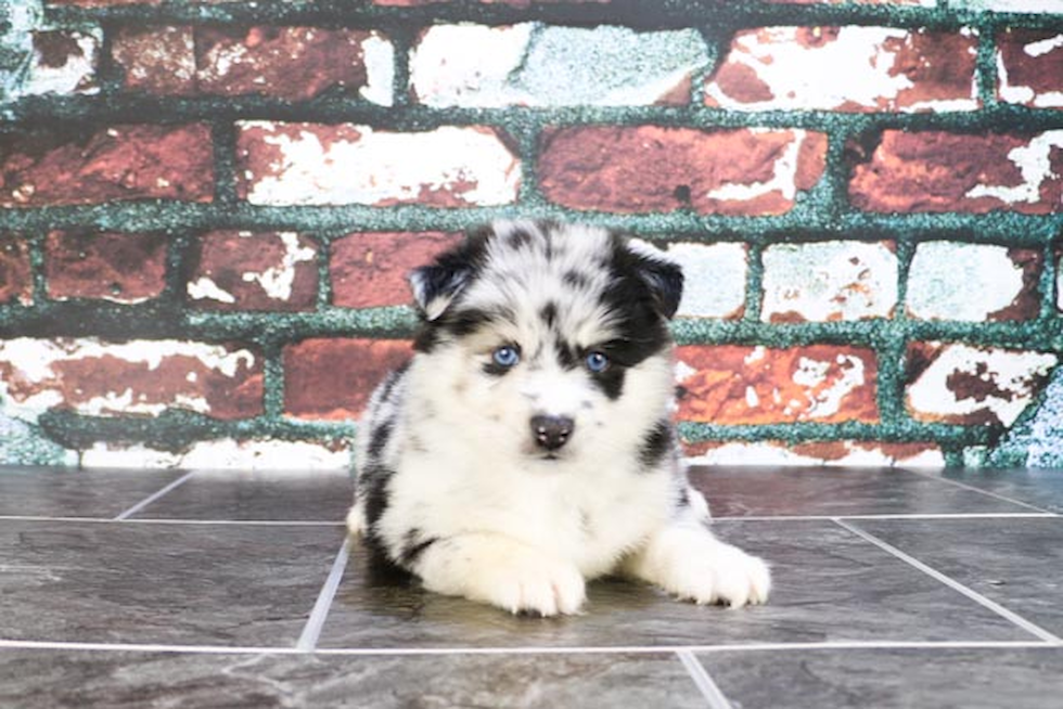 Cute Pomsky Baby