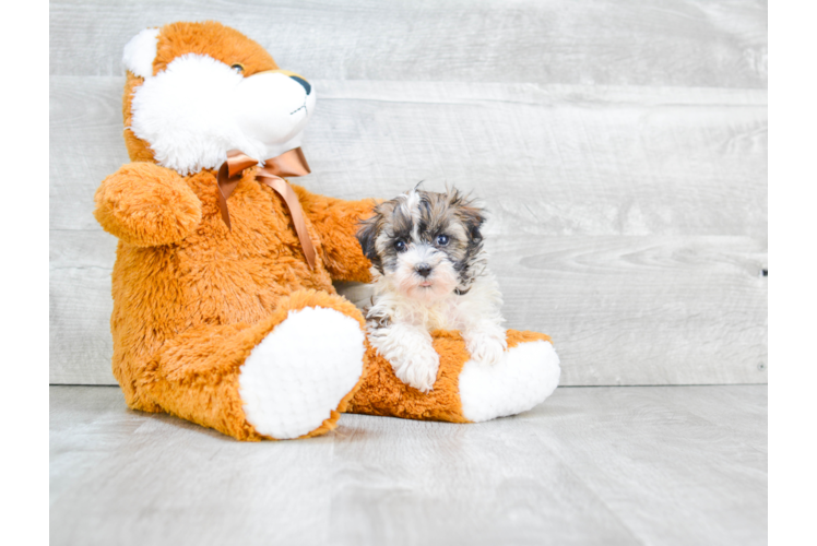 Havanese Puppy for Adoption