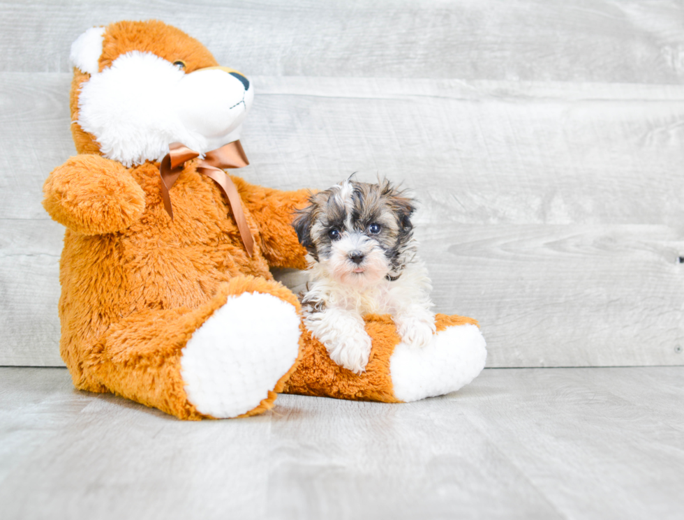 Havanese Puppy for Adoption