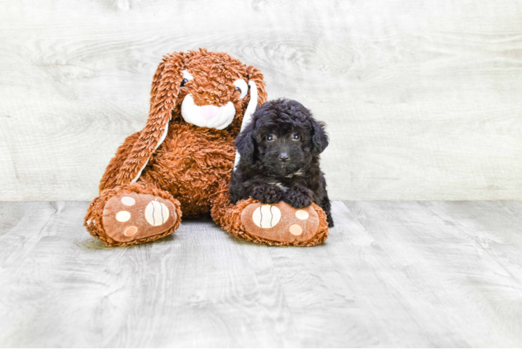 Cute Mini Aussiedoodle Baby