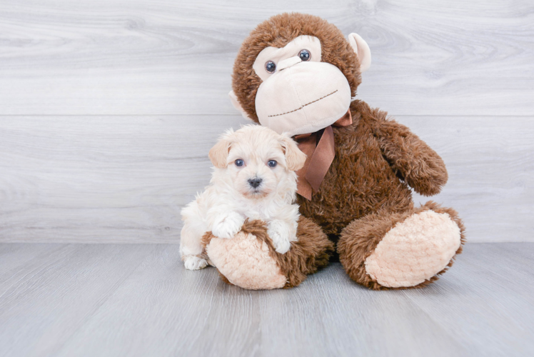 Hypoallergenic Maltepoo Poodle Mix Puppy