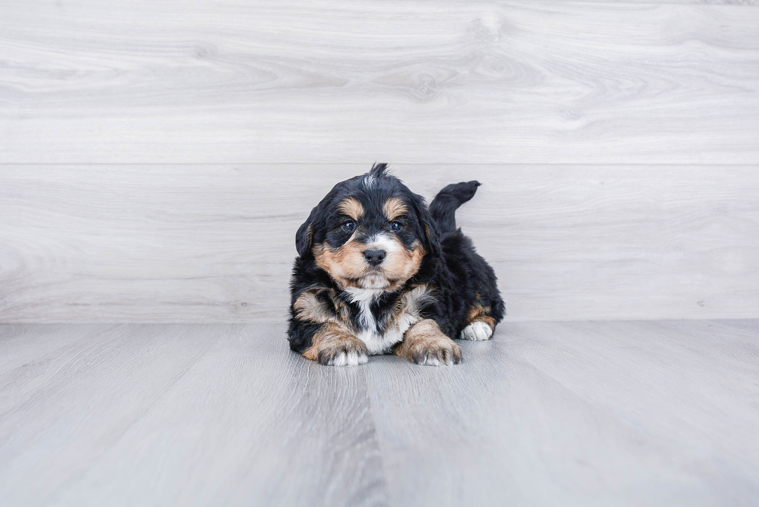 Mini Bernedoodle Pup Being Cute