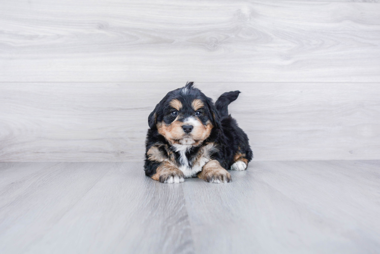 Mini Bernedoodle Pup Being Cute