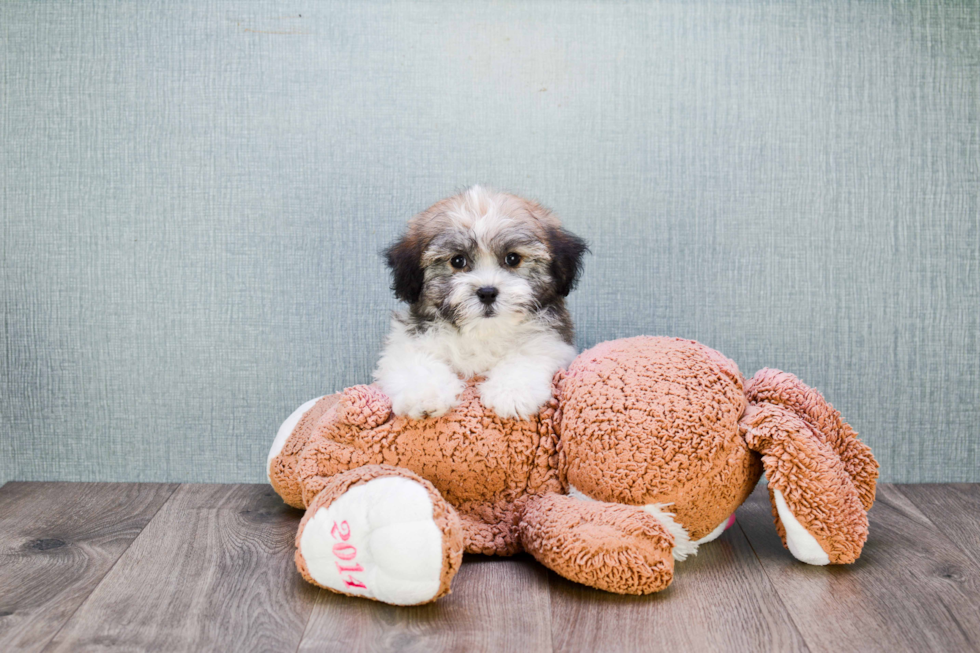 Havanese Puppy for Adoption