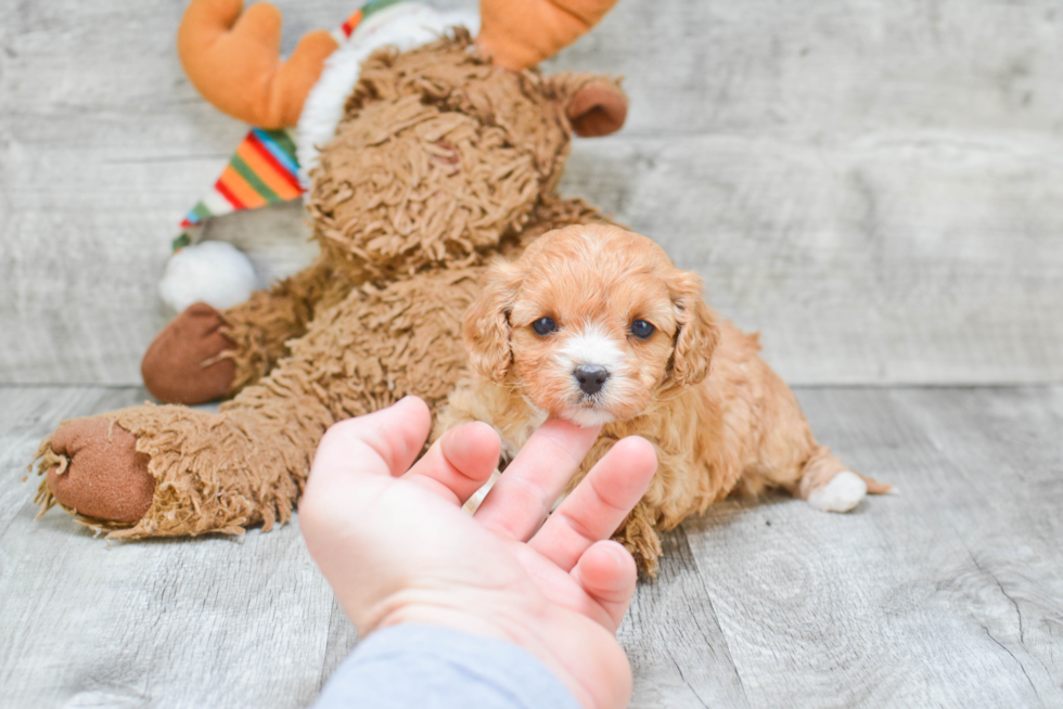 Cavapoo Pup Being Cute