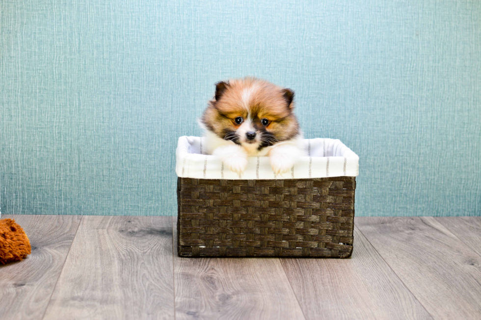 Petite Pomeranian Purebred Puppy