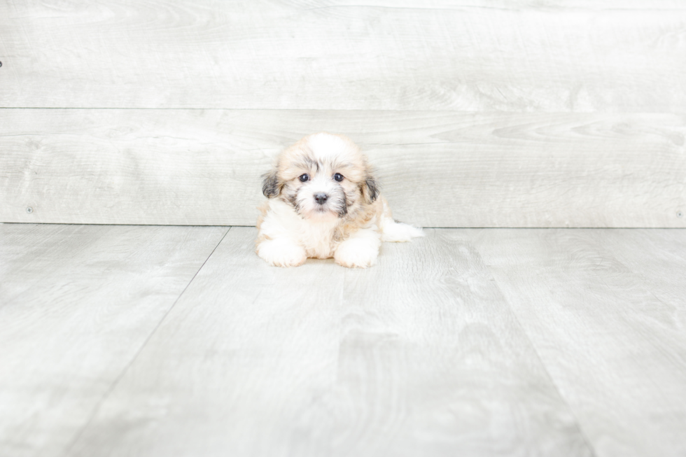 Teddy Bear Pup Being Cute