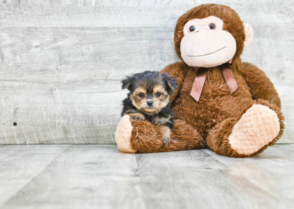 Playful Yorkie Designer Puppy