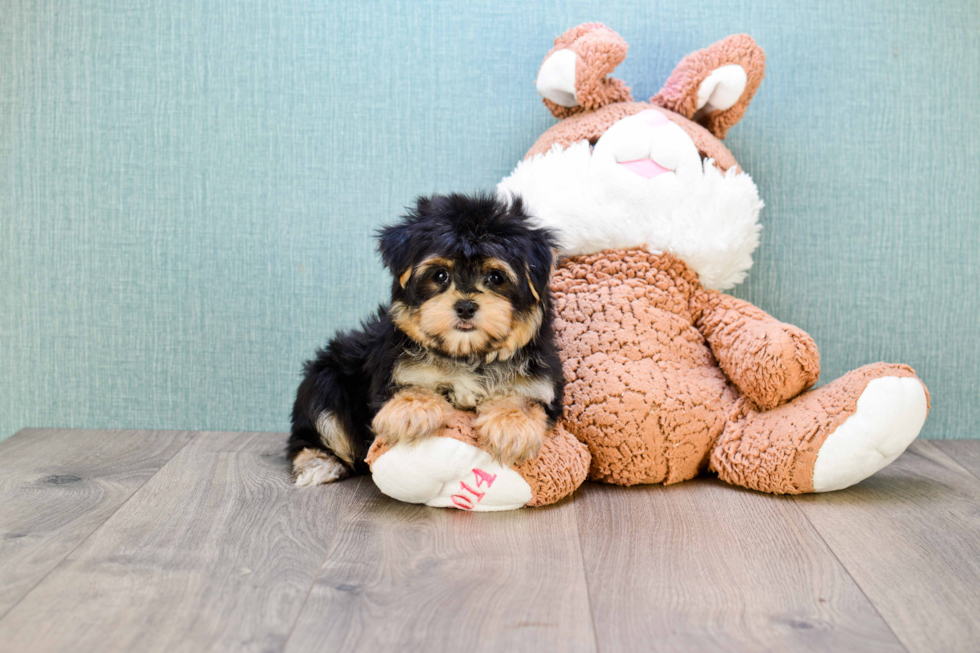 Friendly Morkie Baby