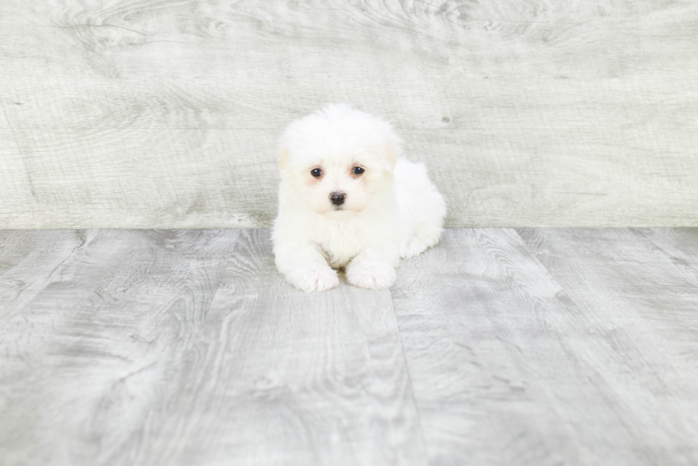 Sweet Maltese Purebred Puppy