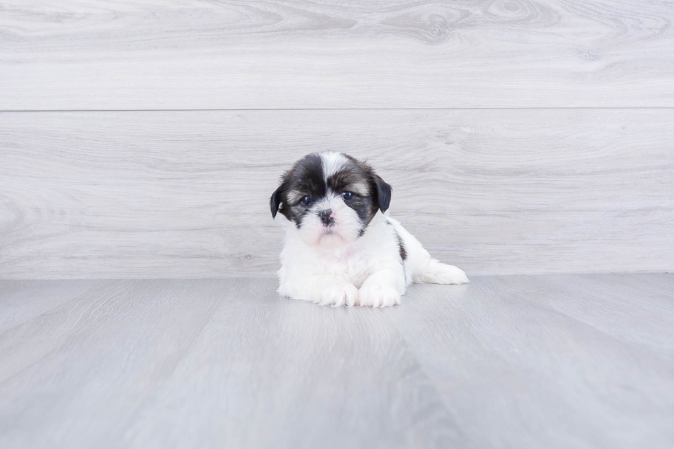 Adorable Shi Chon Designer Puppy