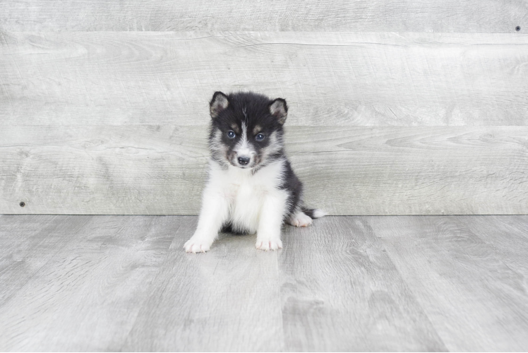 Petite Pomsky Designer Pup