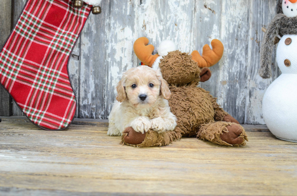 Best Cavapoo Baby