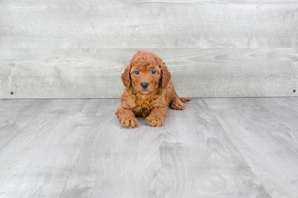 Adorable Golden Retriever Poodle Mix Puppy