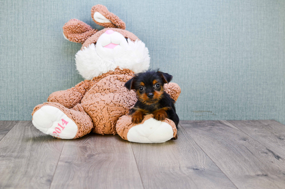 Meet Stevo - our Yorkshire Terrier Puppy Photo 