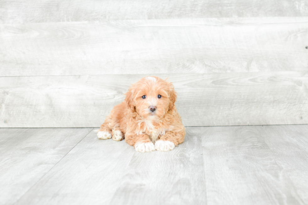 Cute Cavapoo Baby